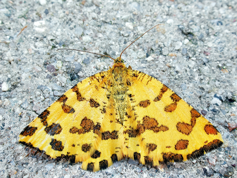 Pseudopanthera macularia