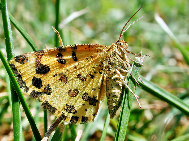 Pseudopanthera macularia