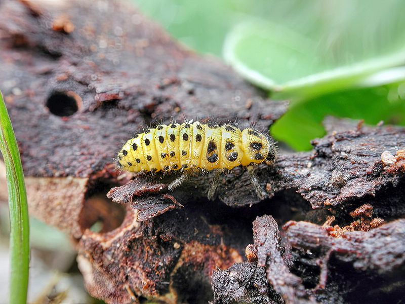 Psyllobora vigintiduopunctata (Larve)