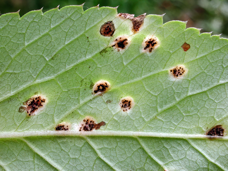 Puccinia aegopodii