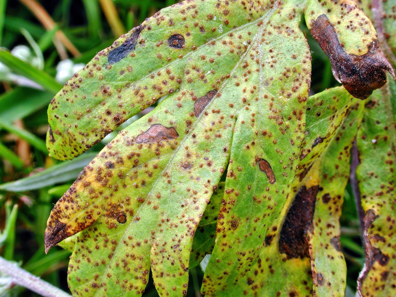 Puccinia artemisiella