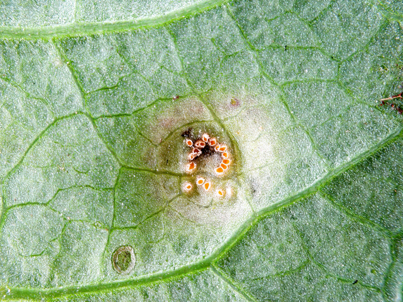 Puccinia convolvuli