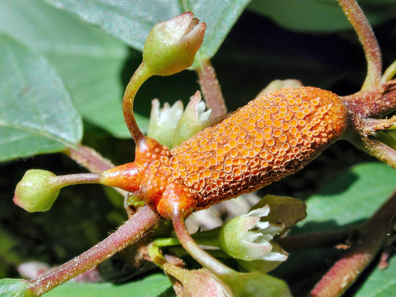 Puccinia coronata var. coronata