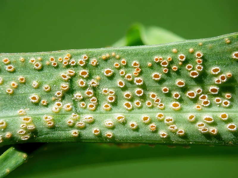 Puccinia hysterium