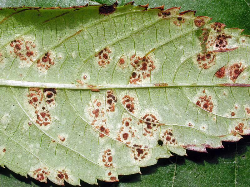 Puccinia komarovii