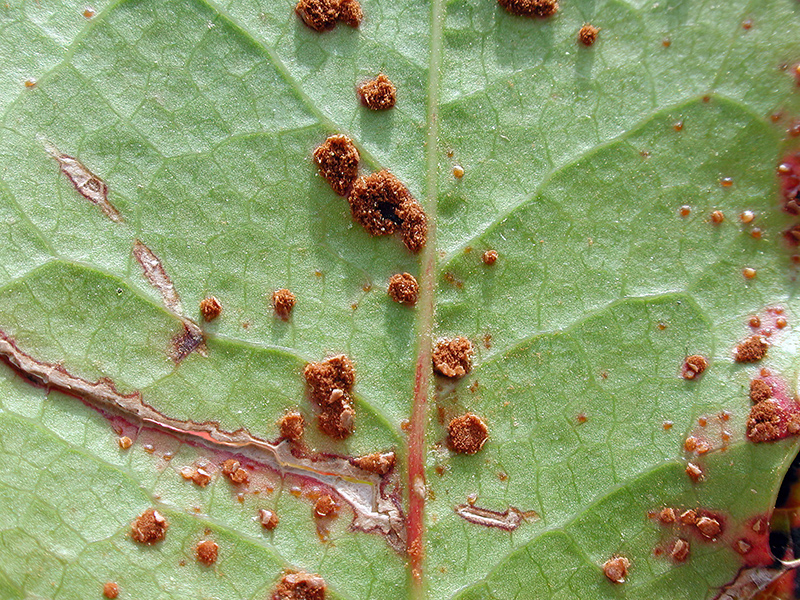 >Puccinia mirabilissima