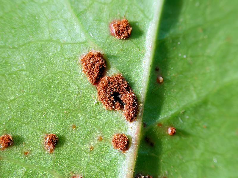 >Puccinia mirabilissima