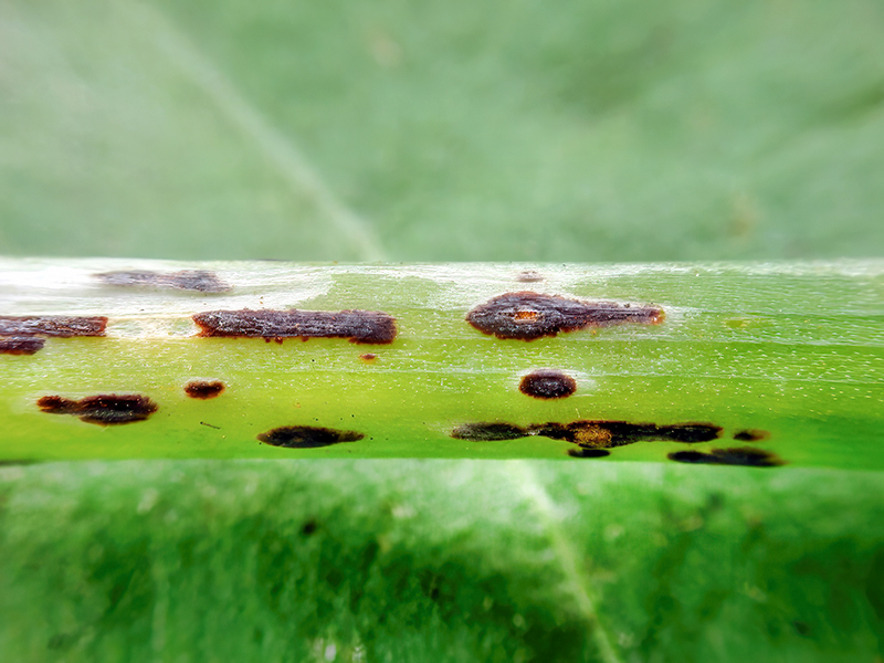 Puccinia mixta (Teleutosporenlager)