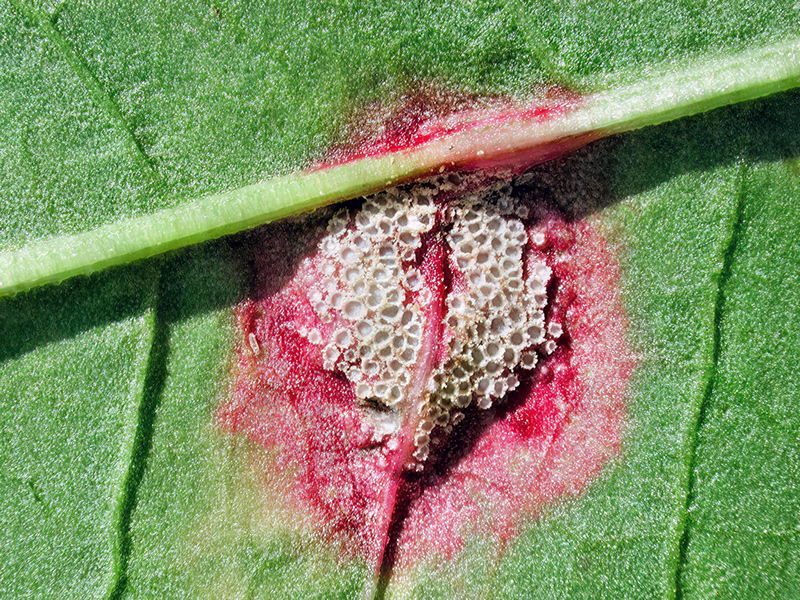 Puccinia phragmitis var. phragmitis