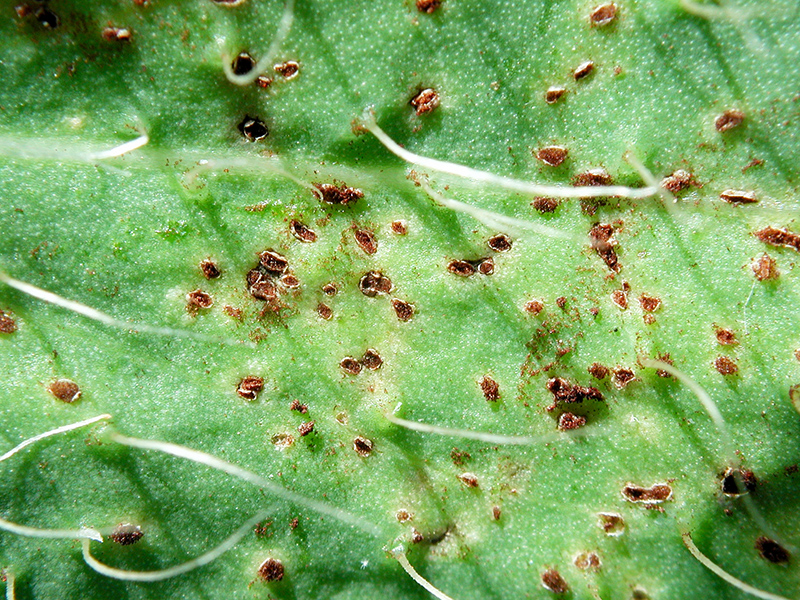 Puccinia piloselloidarum