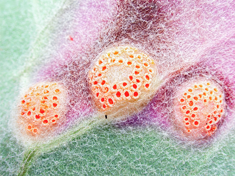 Puccinia poarum