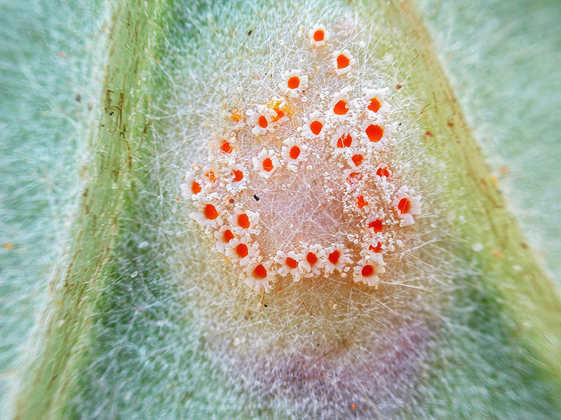 Puccinia poarum