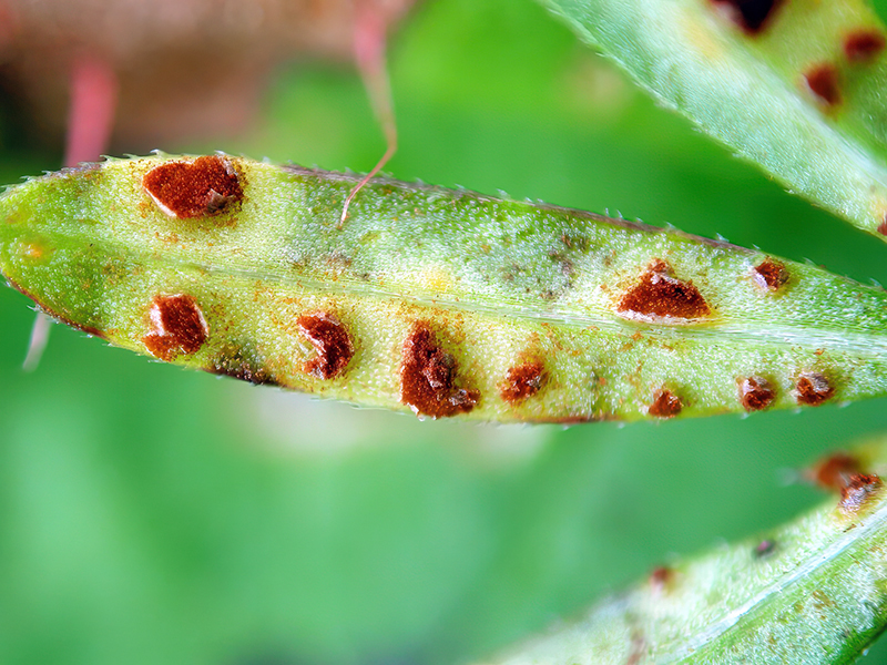 Puccinia punctata