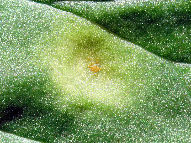 Puccinia sessilis