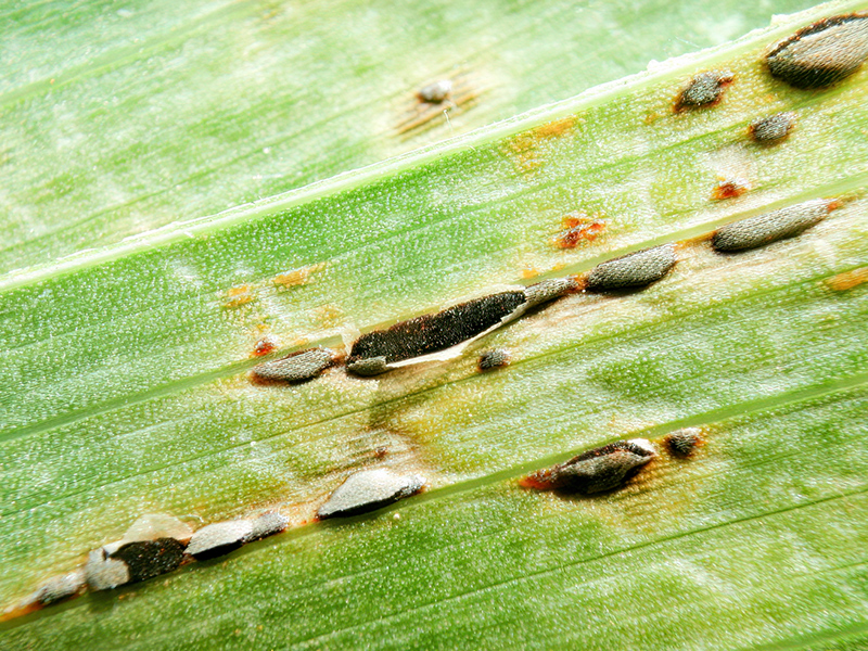 Puccinia sorghi
