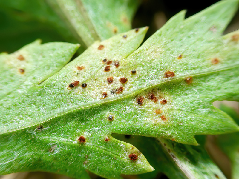 Puccinia tanaceti