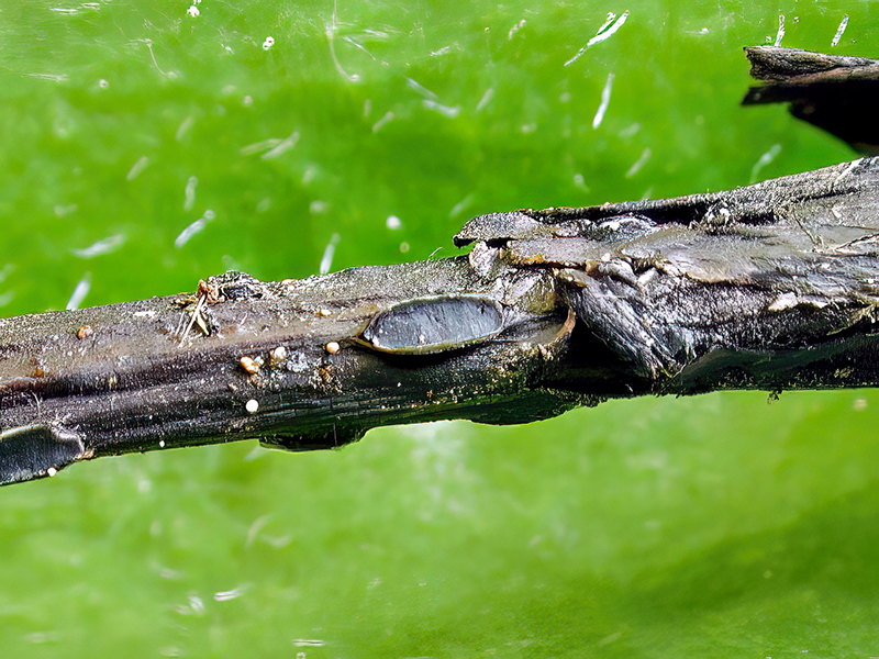 Pyrenopeziza petiolaris