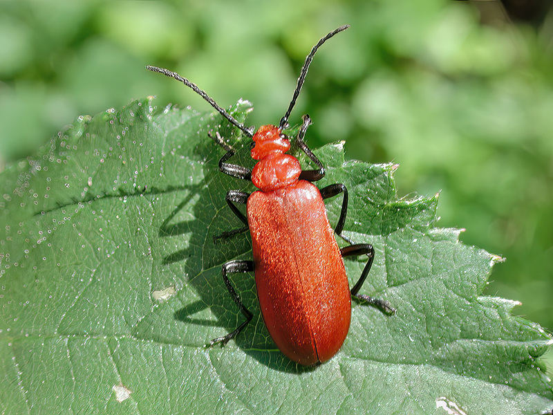 Pyrochroa serraticornis (Weibchen)