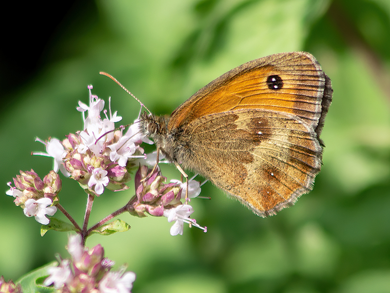 Pyronia tithonus (Männchen)
