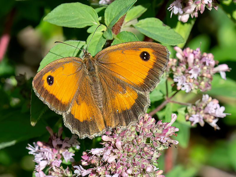 Pyronia tithonus (Weibchen)