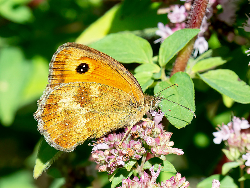Pyronia tithonus (Weibchen)