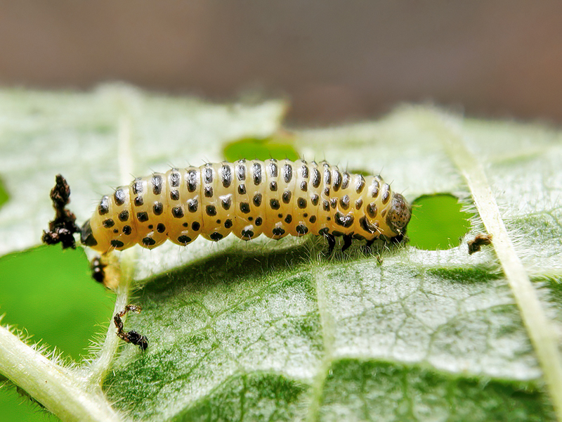 Pyrrhalta viburni (Larve)
