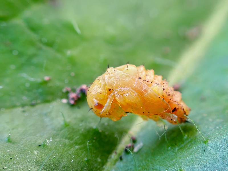 Pyrrhalta viburni (Puppe)