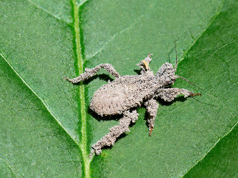 Reduvius personatus (Larve)