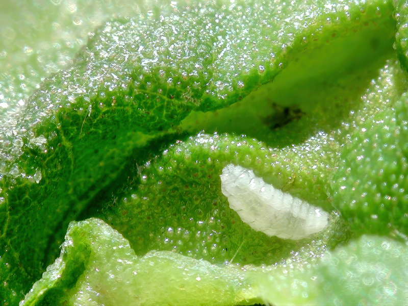 Resseliella betulicola (Larve)