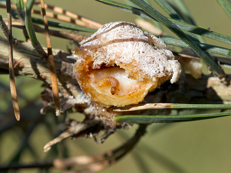 Retinia resinella (Larve)