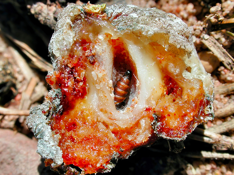 Retinia resinella (Puppe)