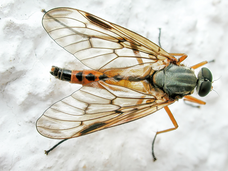 Rhagio vitripennis (M&auml;nnchen)