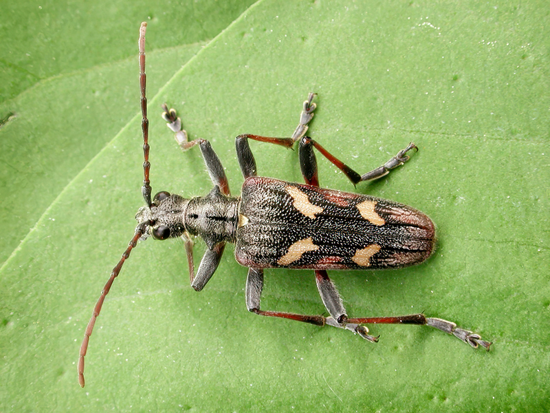 Rhagium bifasciatum