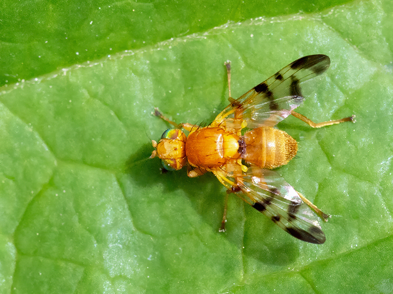 Rhagoletis meigenii (Männchen)