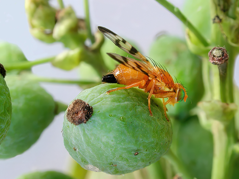 Rhagoletis meigenii (Weibchen)