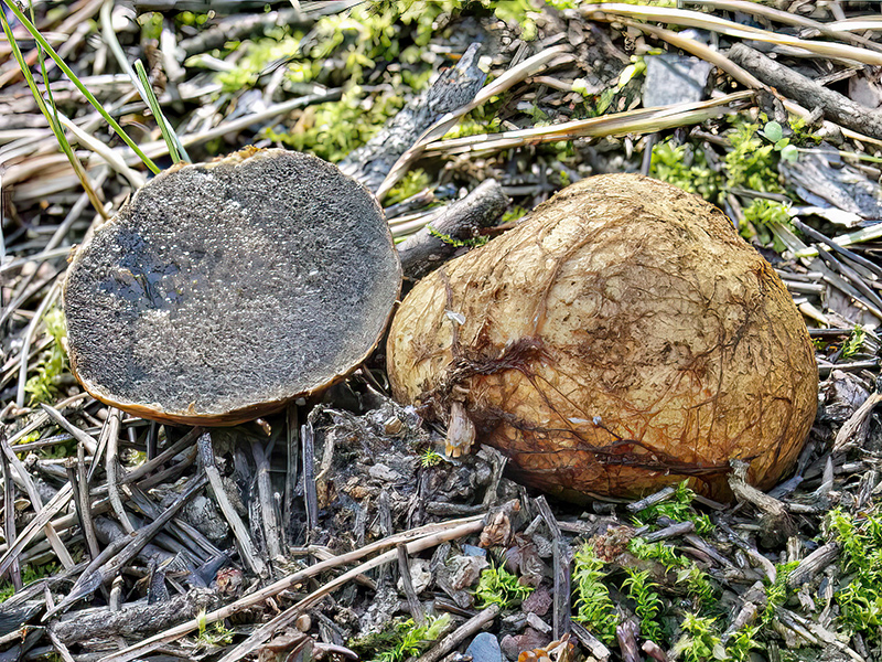 Rhizopogon obtextus