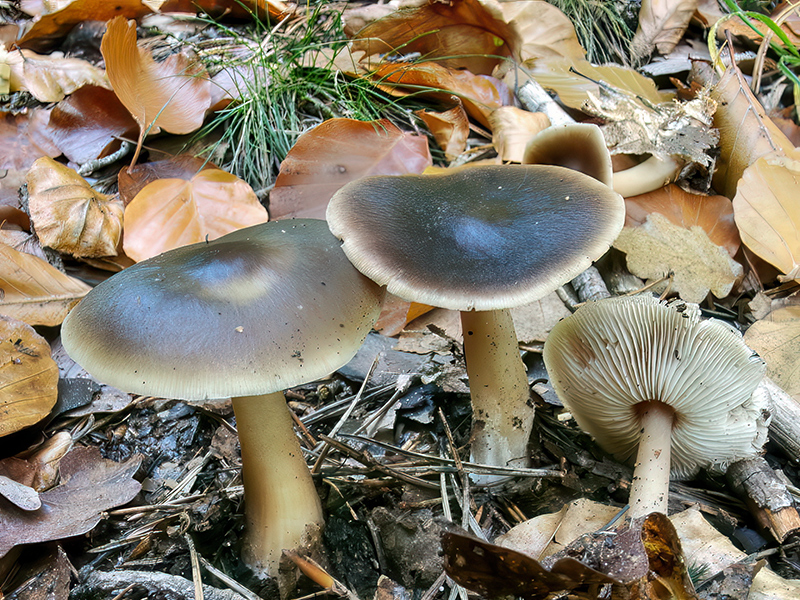 Rhodocollybia asema