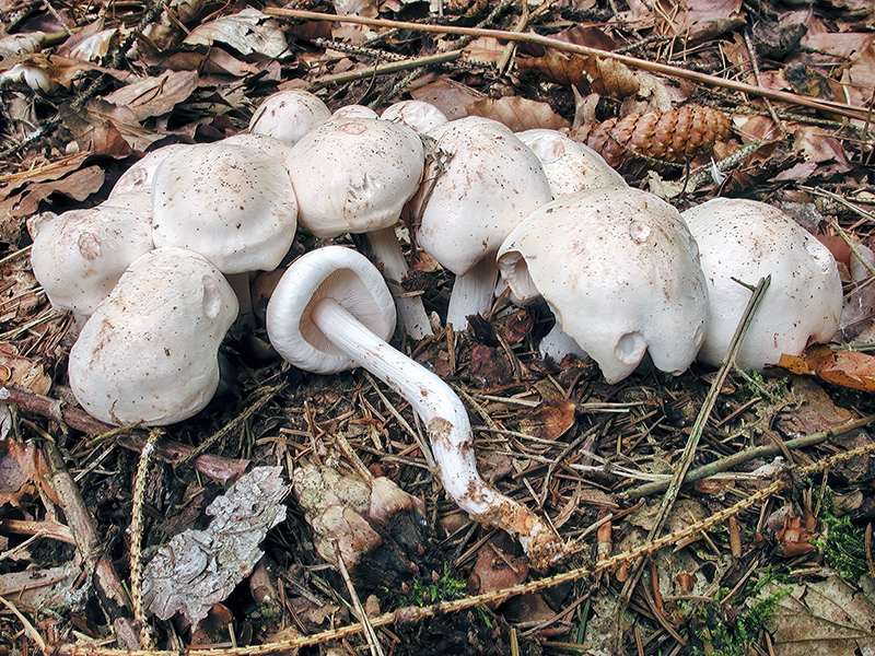 Rhodocollybia maculata