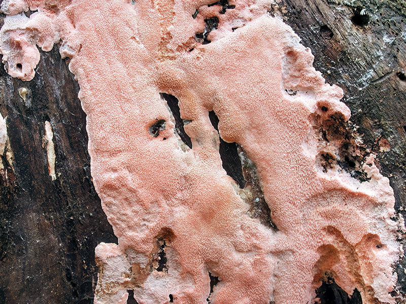 Rhodonia placenta