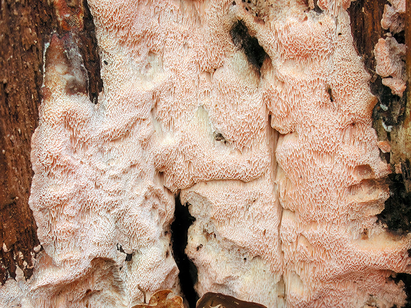 Rhodonia placenta