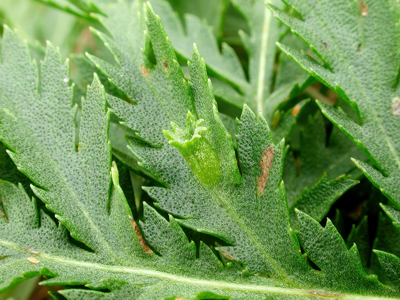 Rhopalomyia tanaceticola