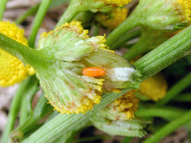 Rhopalomyia tanaceticola (Larve)