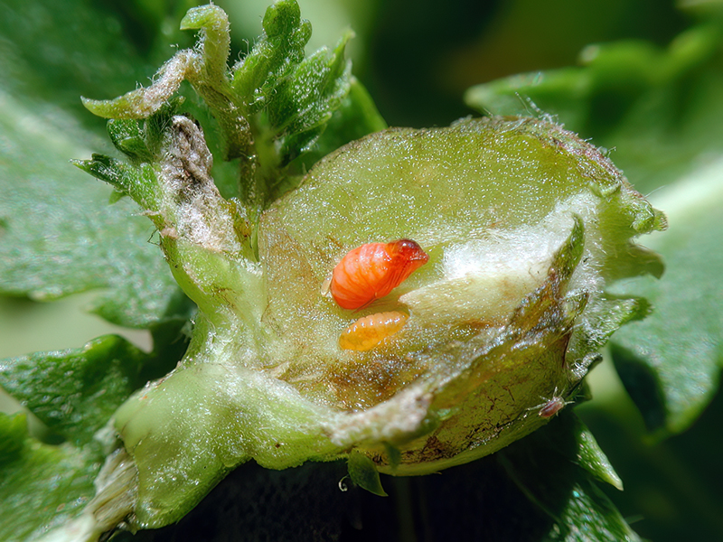 Rhopalomyia tanaceticola_Puppe
