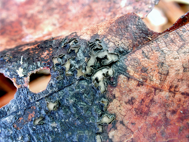 Rhytisma acerinum
