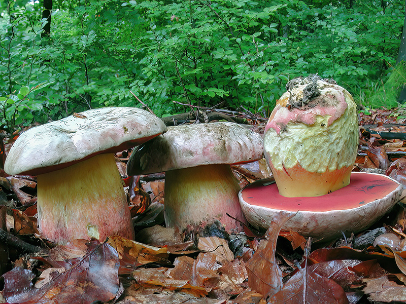 Rubroboletus satanas forma satanas