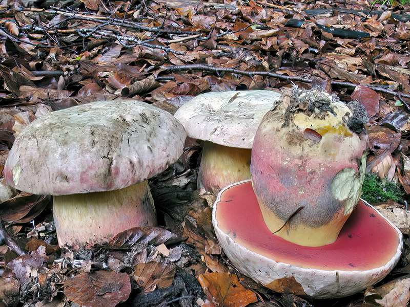 Rubroboletus satanas forma satanas