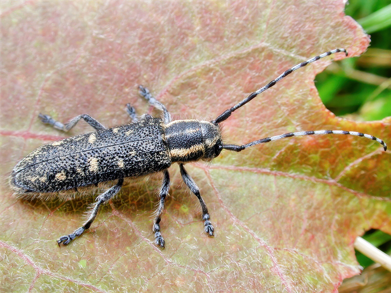 Saperda populnea