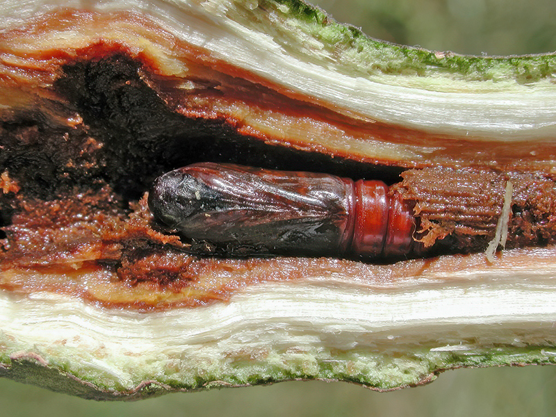 Saperda populnea (Puppe)
