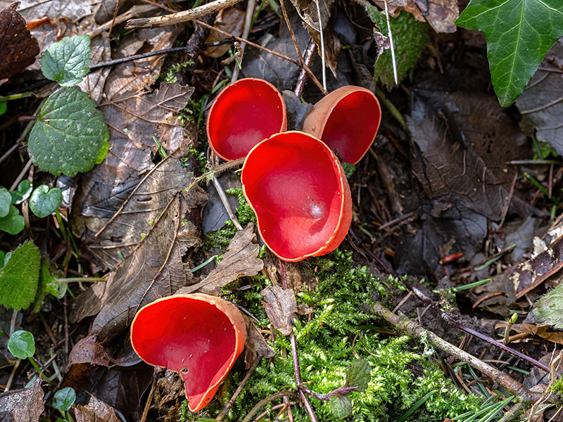 Sarcoscypha austriaca