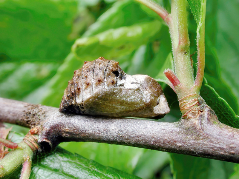 Satyrium pruni (Puppe)